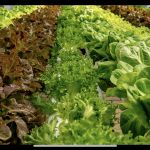 農業の未来から見つけるチャンス【ピンチからチャンスへ】