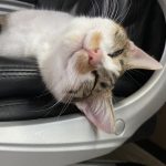 平成20年8月27〜31日　更生日記　（受刑者の日常　刑務官という青鬼）