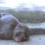 6月1日〜6日　更生日記（担当にだまされて　目標が途絶える）