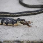 5月13日〜18日（へびに睨まれたカエル）