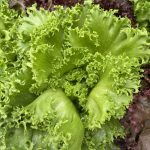 私たちのマルヒメレタス！