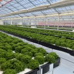 太陽光型植物工場の完成