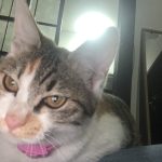 『一般社団法人　自立生活支援機構』　代表理事の就任のお知らせ