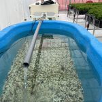 チョウザメのテスト養殖を始めました！